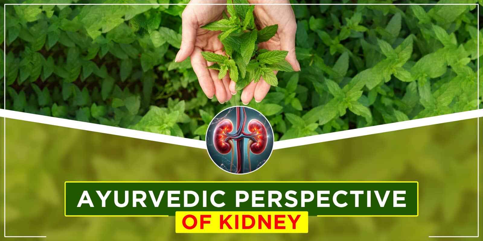 Ayurvedic Perspective of Kidney
